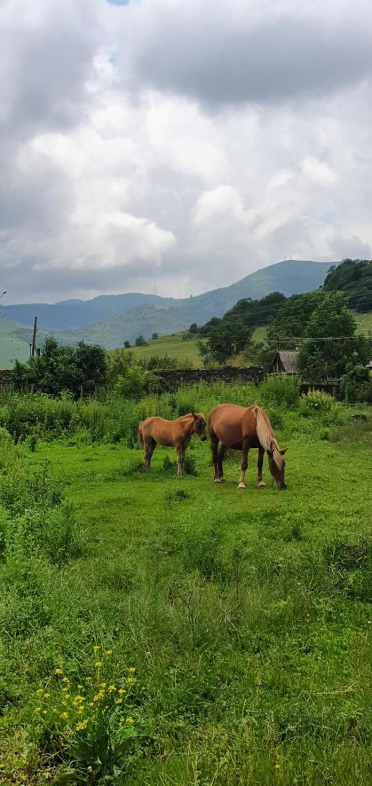 Green Agarak Guest House Near Dendropark, Stepanavan Gyulagarak ภายนอก รูปภาพ